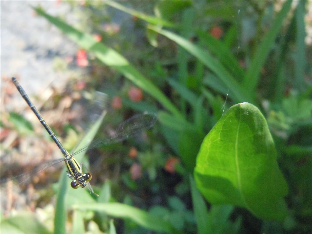 Ischnura a colori